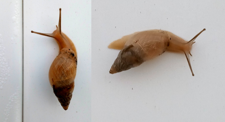 [Two photos spliced together of the same snail. The one on the left is the snail moving upward. The long antenna are dark brown while the body is a caramel brown. The shells is dark brown at the tip and lighter at the wide part near the body. There is one short caramel brown antenna near the right long antenna. The photo on the right is the snail moving horizontally to the right. Both short antennas are visible between the much longer ones. The body is horizontal to the ground, but the shell is pointing toward what would be the 8 in a clock. It seems the shell is just attached like a hump in the middle of the back of the snail.]